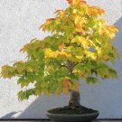 15+ Alnus Japonica ( Japanese Alder ) seeds 