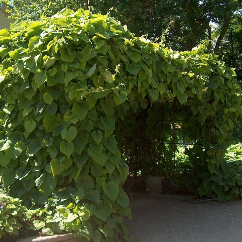 20+ Aristolochia Durior ( Dutchman's Pipe ) seeds