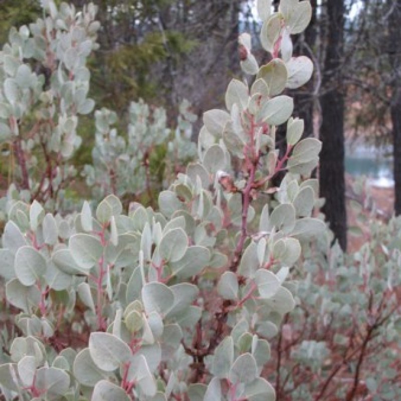 20+ Arctostaphylos Viscida ( Whiteleaf Manzanita ) seeds