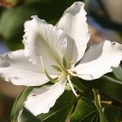 10+ Bauhinia Variegata Alba ( White Orchid Tree ) seeds
