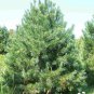 5+ Pinus Strobiformis  ( Southwestern White Pine ) seeds