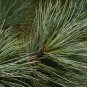 5+ Pinus Strobiformis ( Southwestern White Pine ) seeds