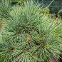 5+ Pinus Strobiformis ( Southwestern White Pine ) seeds