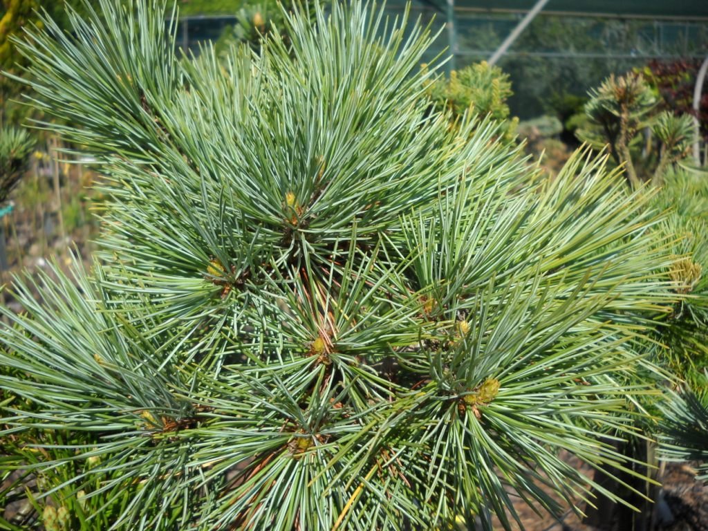 10+ Pinus Strobiformis ( Southwestern White Pine ) Seeds