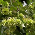 15+ Camptotheca Acuminata  ( Happy Tree ) seeds