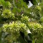 15+ Camptotheca Acuminata  ( Happy Tree ) seeds