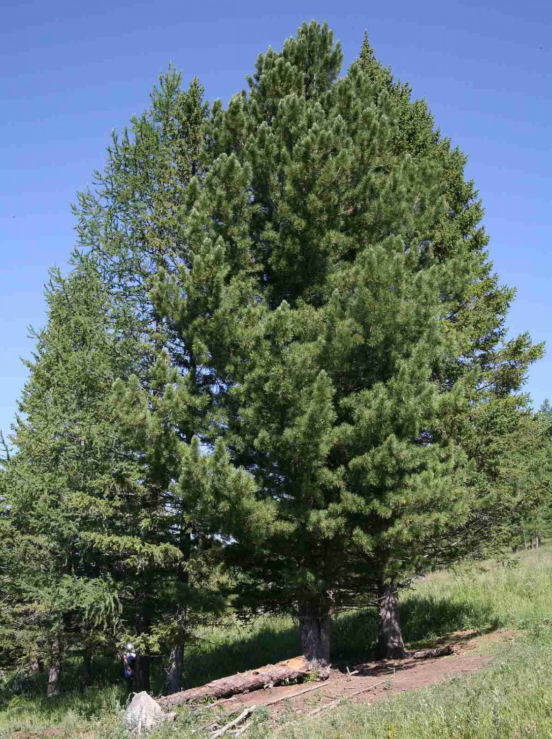 Кедр Сибирский Pinus sibirica