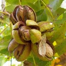 1 Carya Illinoensis ( Papershell Pecan ) seeds