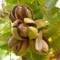 1 Carya Illinoensis ( Papershell Pecan ) seeds