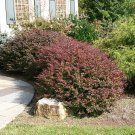 25 Berberis Thunbergii Atropurpurea ( Japanese Barberry ) seeds