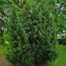 25 Juniperus Communis ( Common Juniper ) seeds 25 Juniperus Communis ( Common Juniper ) seeds