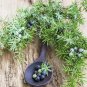 25 Juniperus Communis ( Common Juniper ) seeds