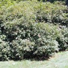 5 Cornus Racemosa ( Gray Dogwood ) seeds