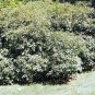 5 Cornus Racemosa ( Gray Dogwood ) seeds