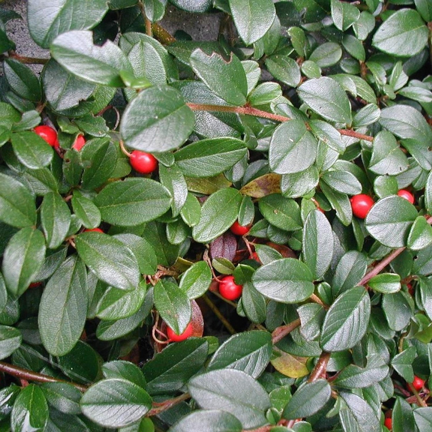 10 Cotoneaster Lucidus Shiny Cotoneaster Seeds | Free Download Nude ...