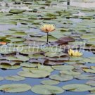 photo beautiful lotus In the pool