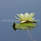 photo beautiful lotus In the pool