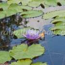 photo beautiful lotus In the pool