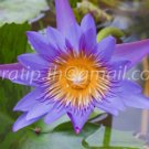 photo beautiful lotus In the pool