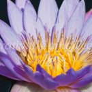 photo beautiful lotus In the pool