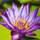 photo beautiful lotus In the pool