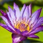 photo beautiful lotus In the pool