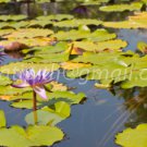 photo beautiful lotus In the pool