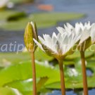 photo beautiful lotus In the pool