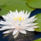 photo beautiful lotus In the pool