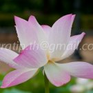 photo beautiful lotus In the pool