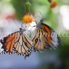 Butterfly photos