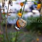 Butterfly photos