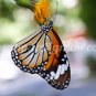 Butterfly photos