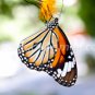 Butterfly photos
