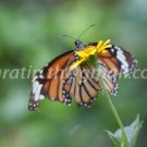 Butterfly photos