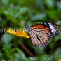 Butterfly photos