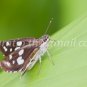 Butterfly photos