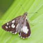 Butterfly photos
