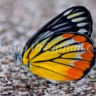 Butterfly photos