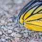 Butterfly photos
