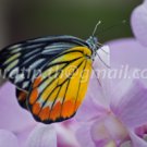 Butterfly photos