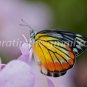 Butterfly photos