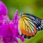Butterfly photos