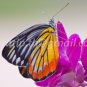 Butterfly photos