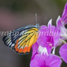 Butterfly photos