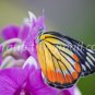 Butterfly photos