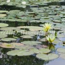 photo beautiful lotus In the pool
