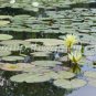 photo beautiful lotus In the pool