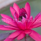 photo beautiful lotus