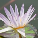 photo beautiful lotus